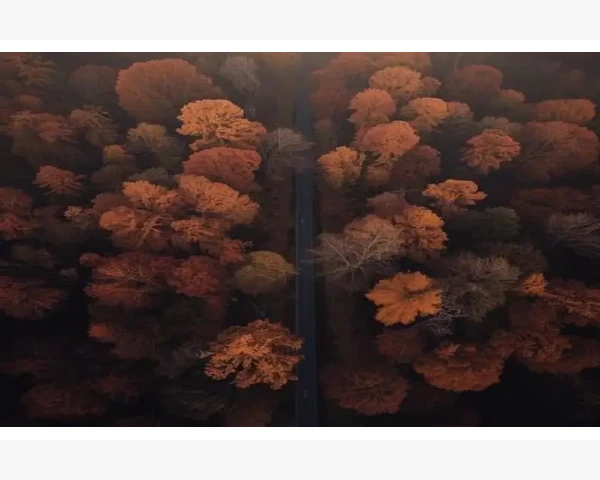 MT4密码错误次数超限账户锁定联系客服解锁方法_密码错误次数超限的触发机制_6